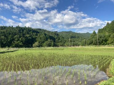 農地利用水田