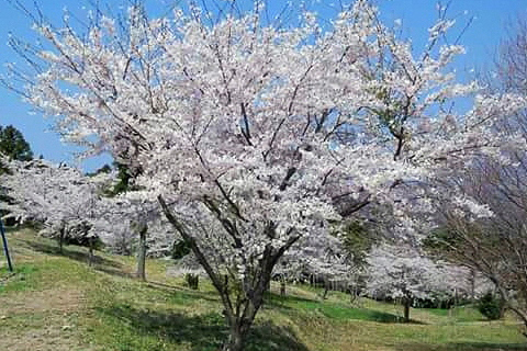 横岳自然公園桜の写真