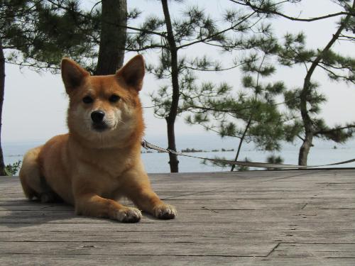 看板犬アオちゃん