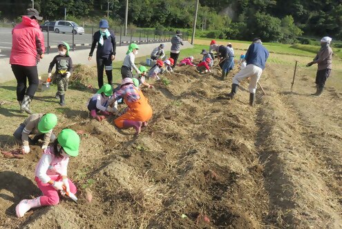 芋掘りを楽しむ子供たち
